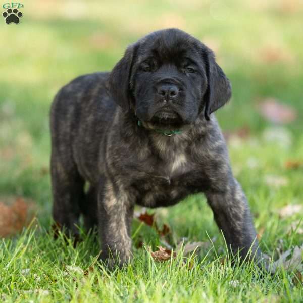 Buddy, English Mastiff Puppy